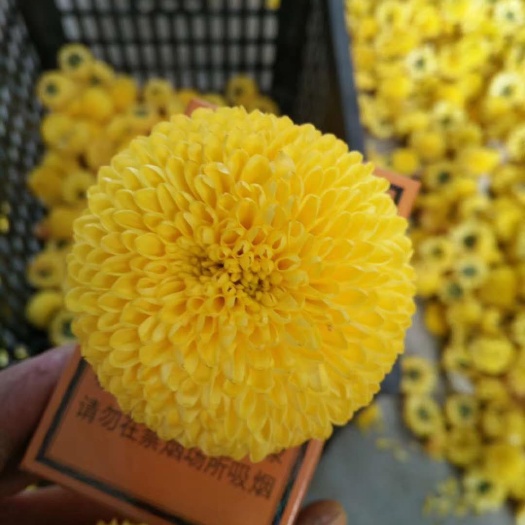 亳州 菊花苗