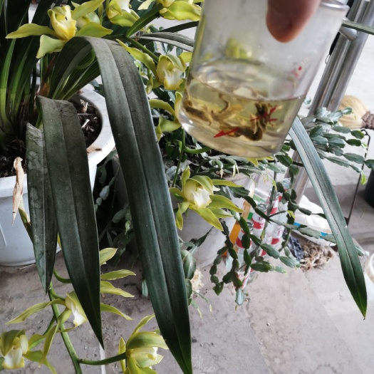 龙陵县桃源茶叶 农家自制蘑锅茶