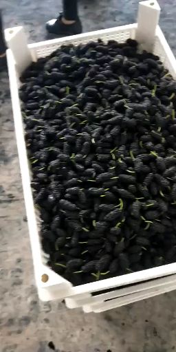  鲜桑葚