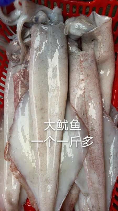  本港渔民自晒鱿鱼