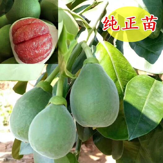 平和县泰国红宝石柚苗