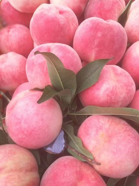 红岗山桃 大山里的桃子