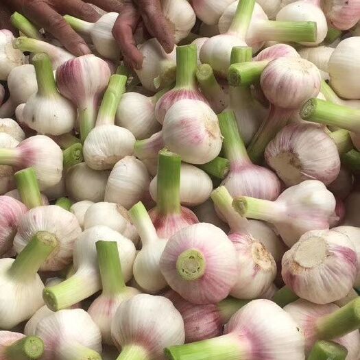 周口杂交大蒜 扒皮蒜(净蒜 精品过筛)