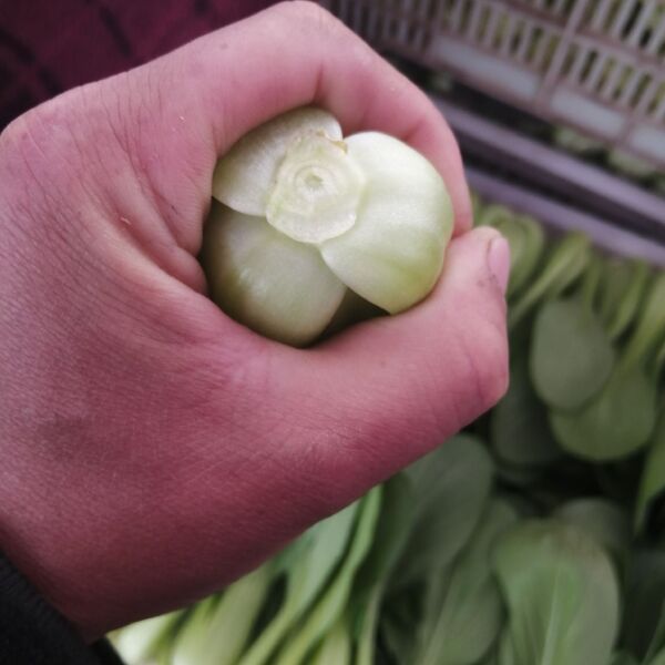  精品油菜上海青陆地油菜