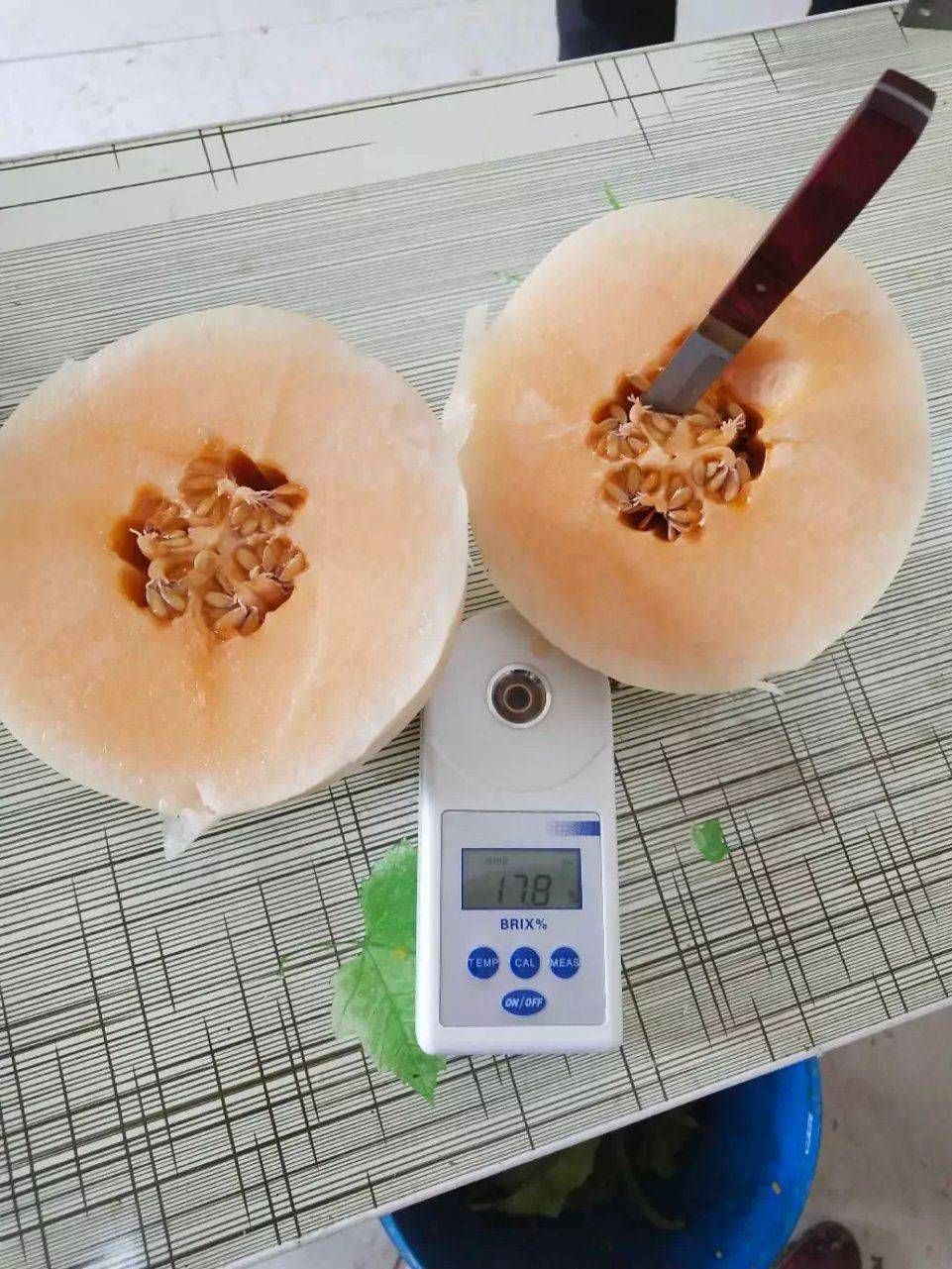 东方蜜1号 东方蜜一号，大量现货，河南滑县正宗产地，长期供应，合作愉快，