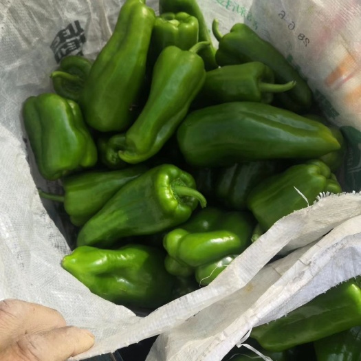 商河县 商河县太空椒，园椒，青椒