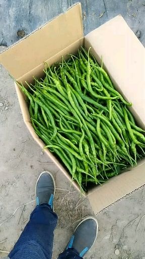 宁都县8号线椒