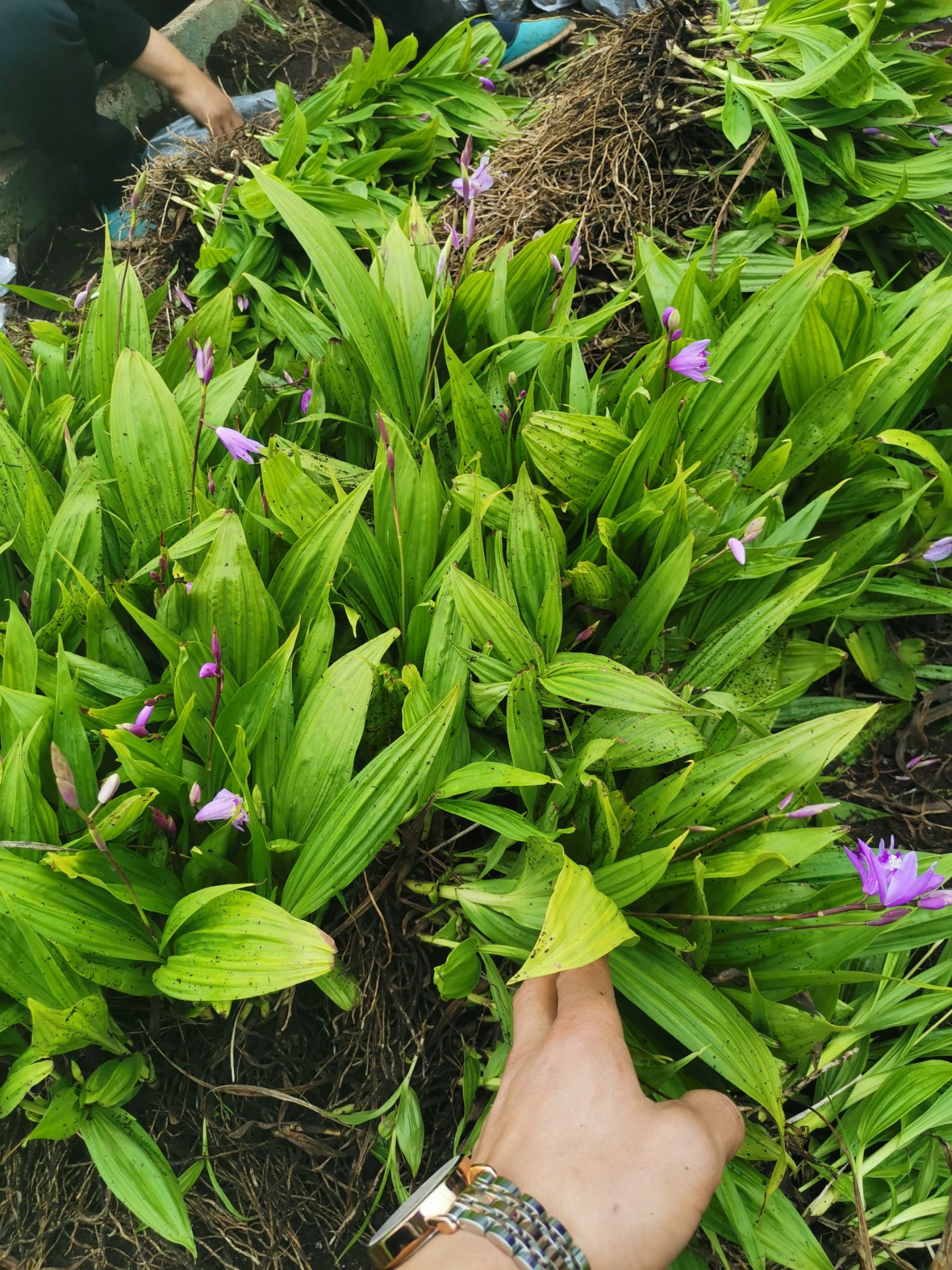  紫花三叉白芨苗