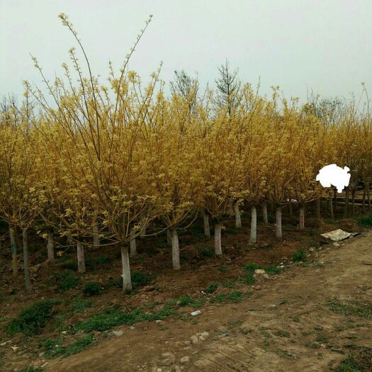 周至县 金枝槐