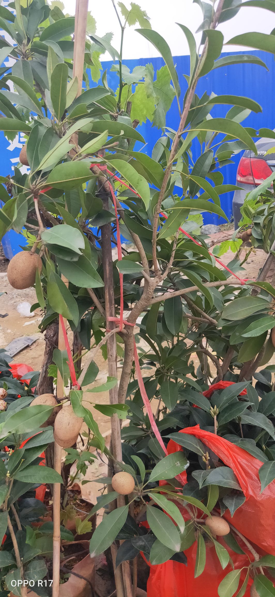 人心果树苗  包邮精品【广西灵山人心果】杯苗/直销