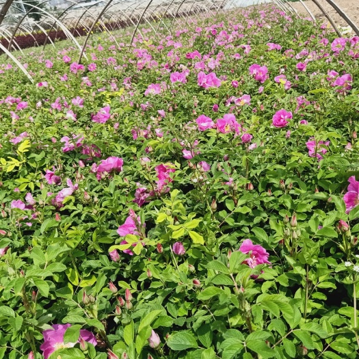 四季玫瑰  自家苗圃种植