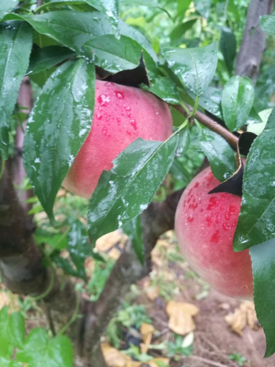 红岗山桃 大山里的桃子
