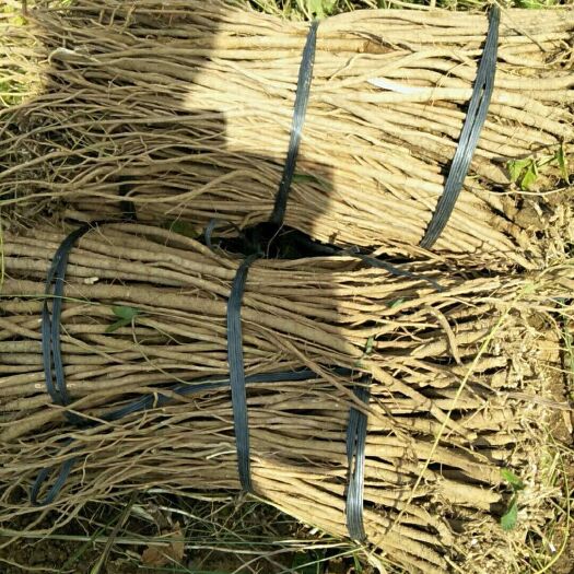 永州 大型中药材种植合作社    小叶红皮   千斤拔