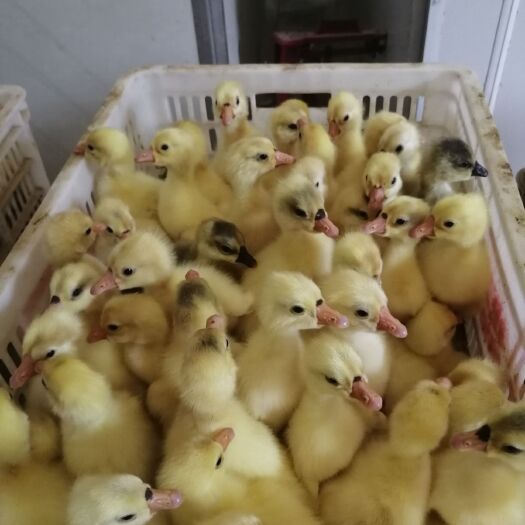 原阳县大三花鹅苗