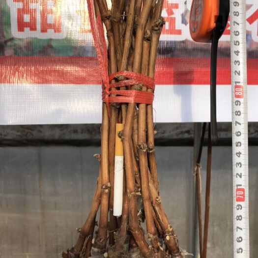 兴城市葡萄盆栽 本基地大量种植葡萄苗木，品种齐全，一级苗木质量，保成活保纯度