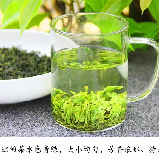 信阳云雾茶  2024新茶高山绿茶 浓香型散装绿茶 毛尖茶