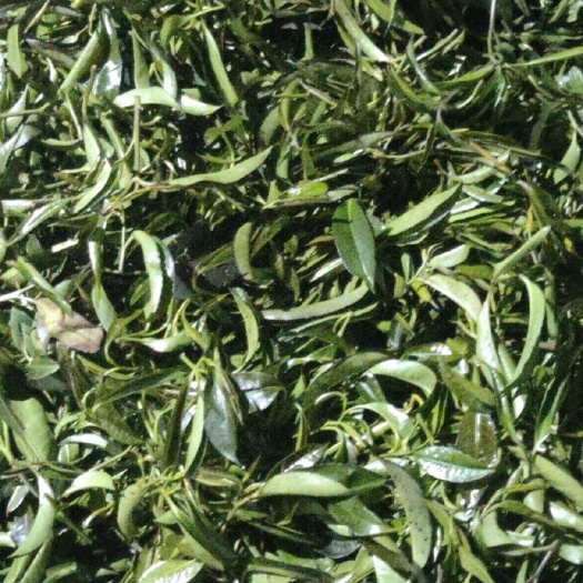 金秀县金秀大瑶山石崖茶