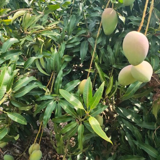 乐东县小台农 小台芒