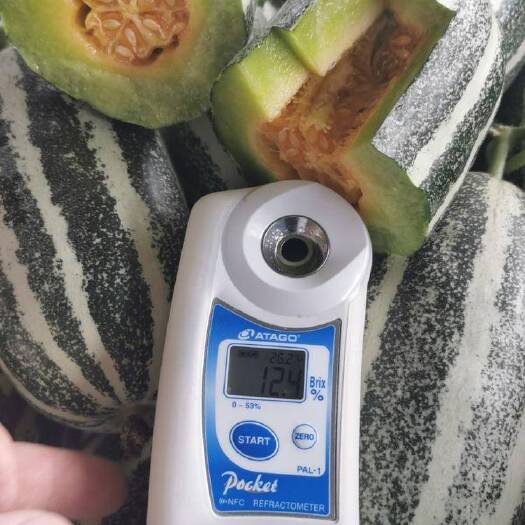 博洋9号甜瓜 博洋9号，大量现货，长期供应，河南滑县正宗产地