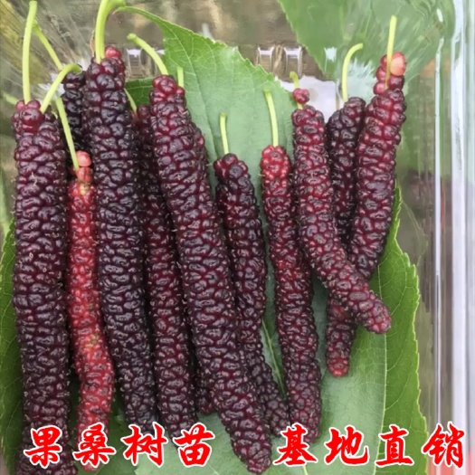 长果桑 四季长桑果 盆栽 泡茶泡酒