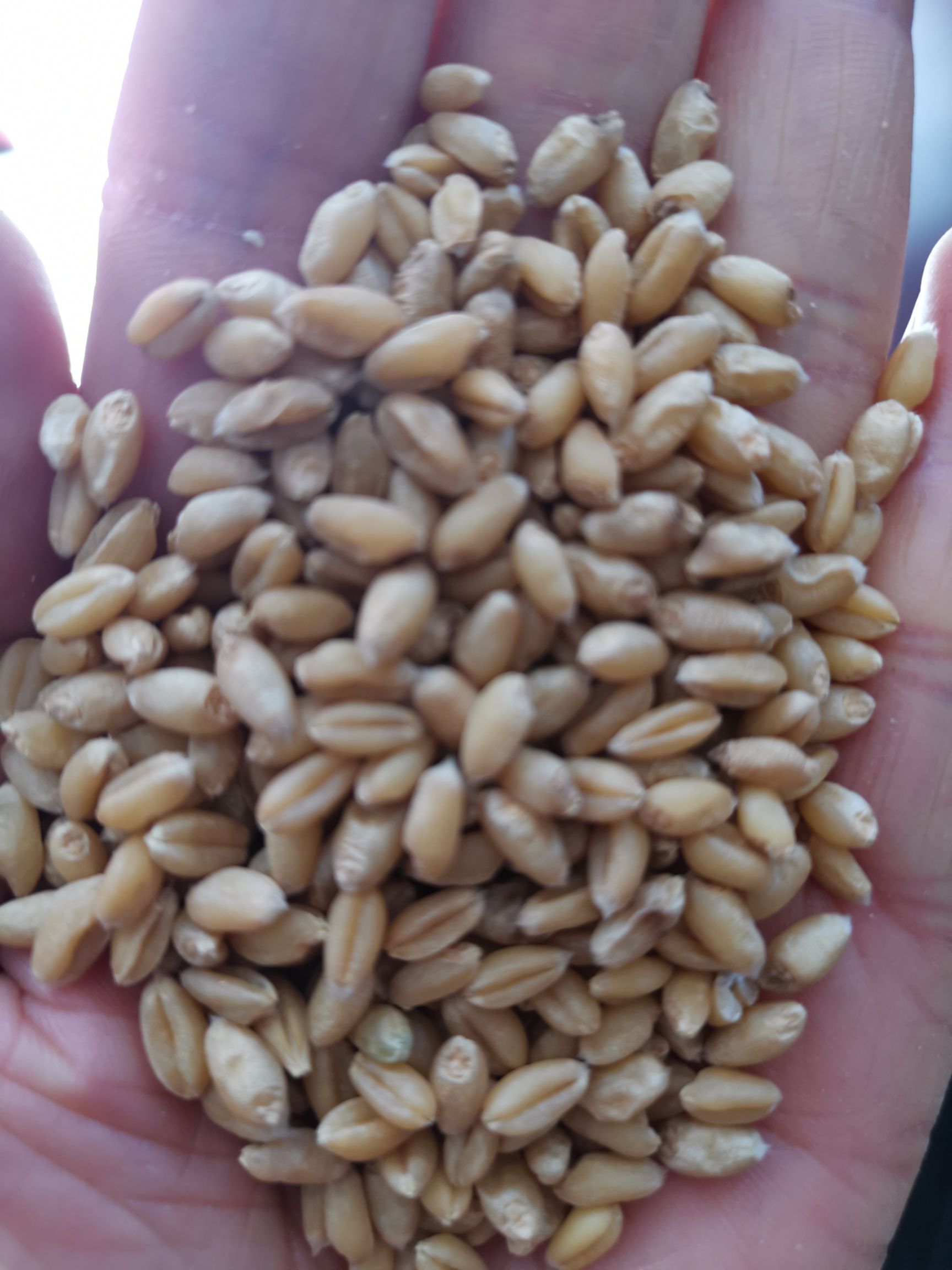 白麦  小麦，白小麦，大量批发今年的新麦种子转商品颗粒饱满干净无杂