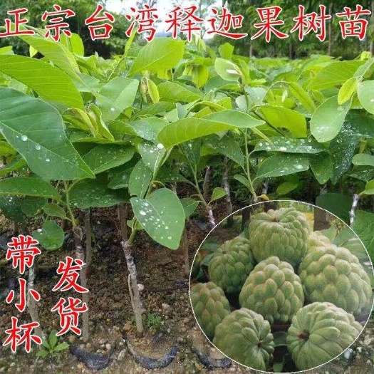  释迦果苗凤梨嫁接苗番荔枝佛头果苗南北方盆栽地栽树苗果苗木