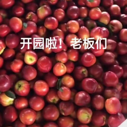 新绛县满园红油桃 中油系列，口感好，橙色好