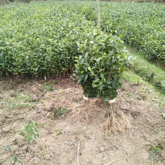 福云6號茶樹苗  基地直供大量