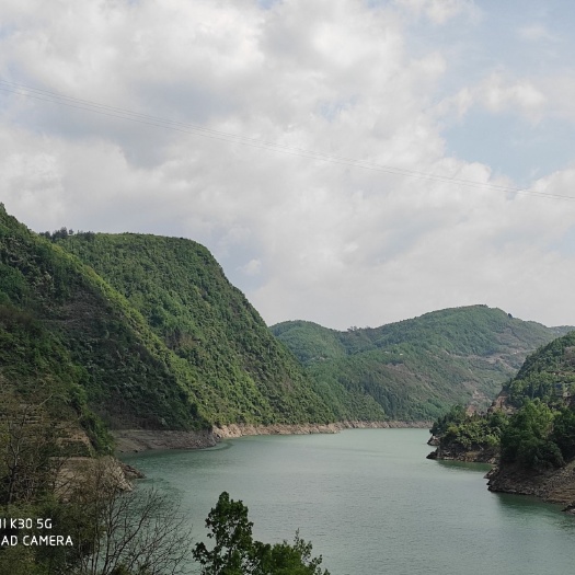 紫阳县紫阳富硒茶 2020高山银针
