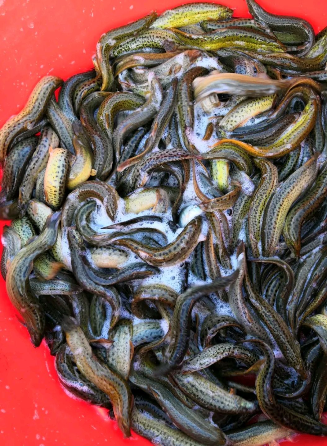 鱼塘生产出天然优质台湾泥鳅,本塘水源来自本地江水,无污染,天然生长