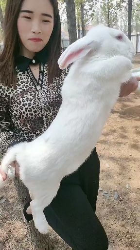 嘉祥县肉兔 人生从来不是规划出来的，而是一步步走出来的。找到自己喜欢的事