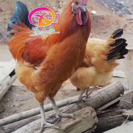 广州 龍山凰乌鸡苗