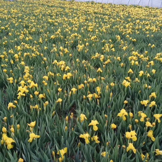 甘谷县鸢尾  自家苗圃种植