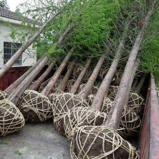 南县 落羽杉 118中山杉，现场发货拍照，欢迎下单！