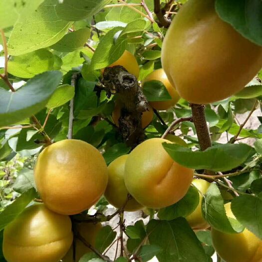 大荔县 金太阳杏