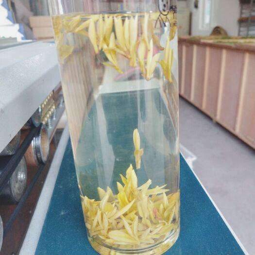 安吉县安吉黄金叶茶 真正的高山茶叶