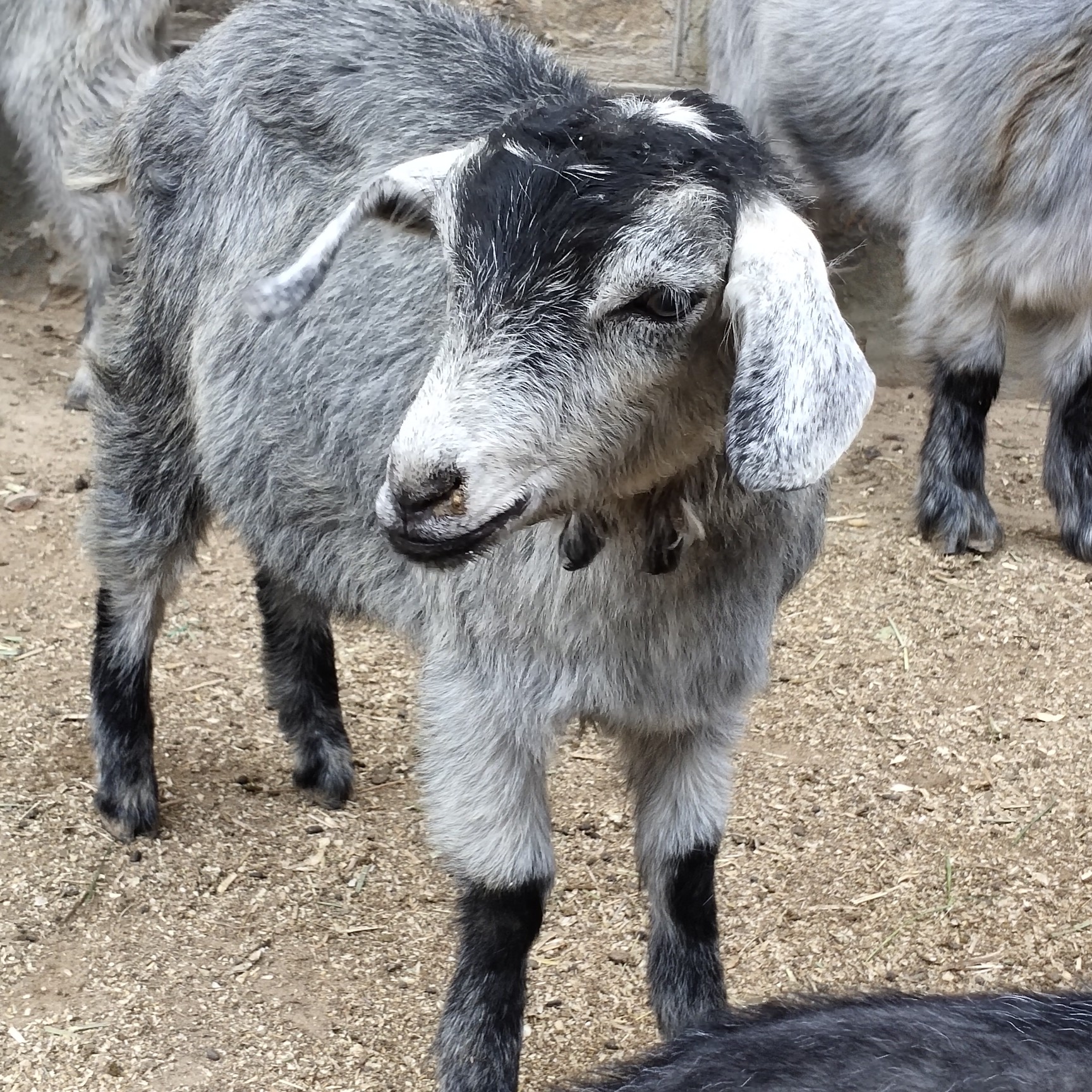 青山羊农家自繁自养的品种羊繁殖率高抗病能力强