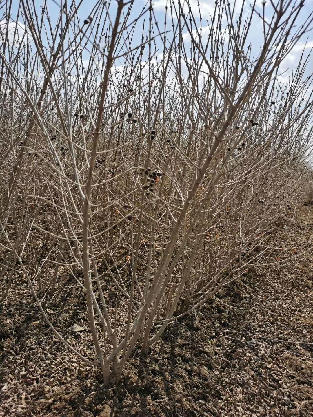 青叶水腊  水腊堆水腊苗 绿篱魔纹 开原市智豪苗圃