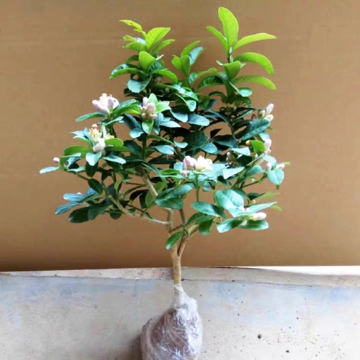 沭阳县 带花苞发货柠檬盆栽柠檬苗 柠檬树苗 果树苗香水柠檬苗四季开