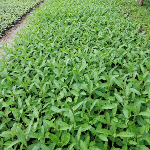 青州市马鞭草种子  马鞭草，网红花海，多头马鞭草大量供应