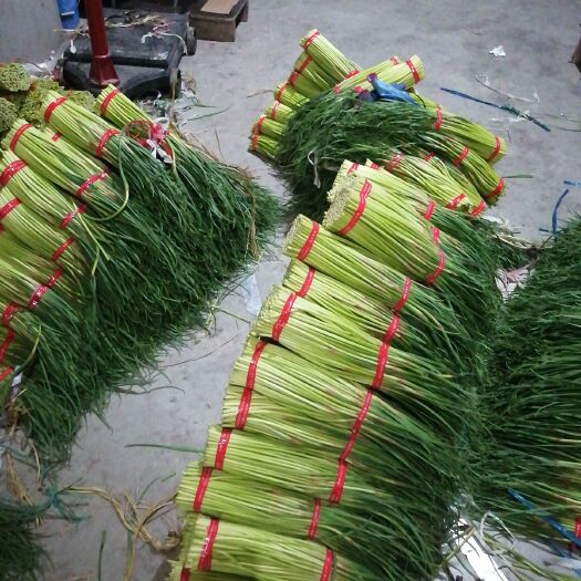 邳州市 邳州碾庄镇蒜苔大量上货，需要代办代收的老板请联系