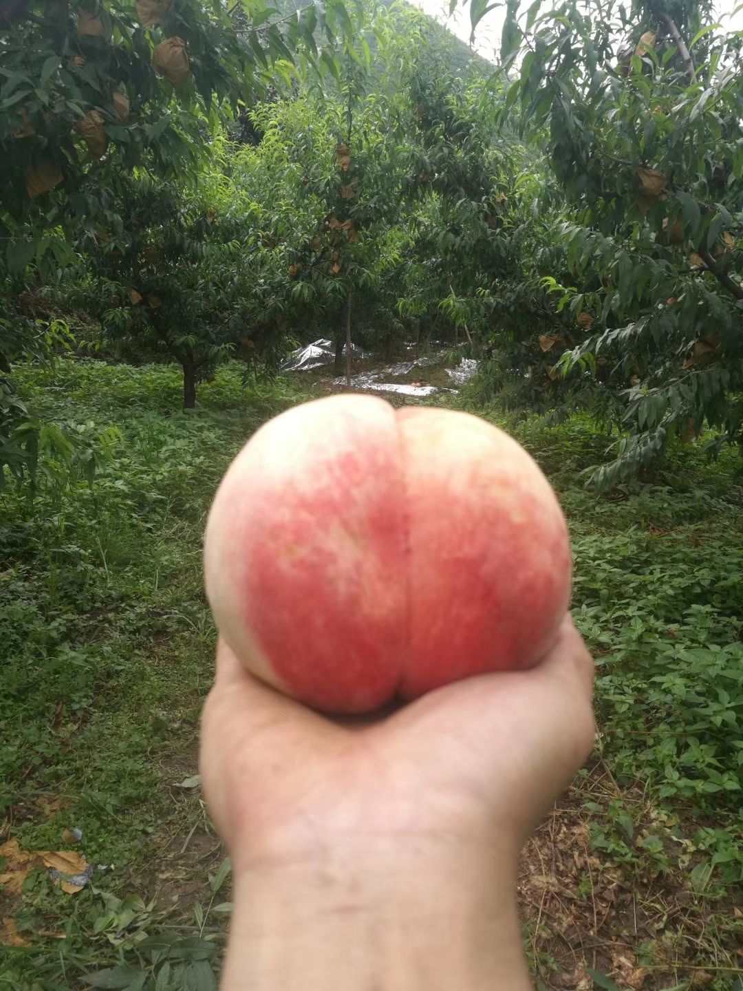 红岗山桃 大山里的桃子