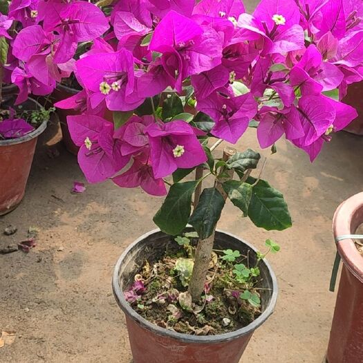  2棵 三角梅盆栽爬藤大苗四季开花不断好养易活室内外观花卉植物