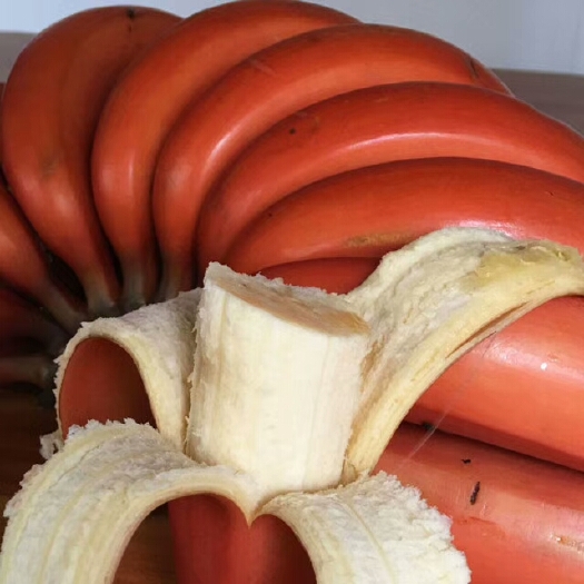 灵山县南洋红香蕉苗  新品种果树苗香蕉树苗四季结果南方北方种植红香