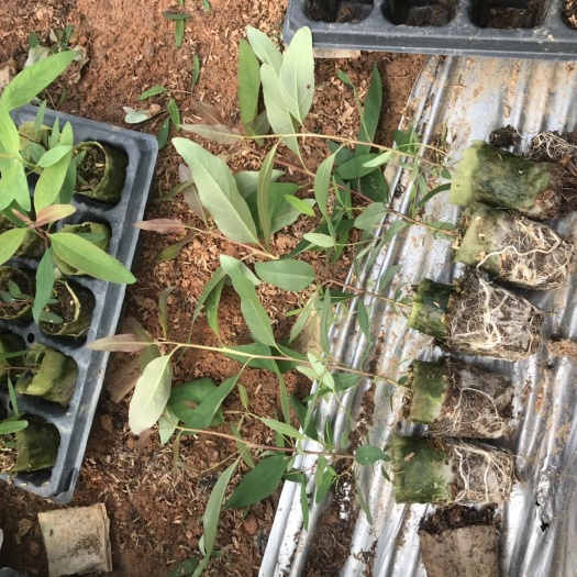 遂溪县广林九号桉树 0.5米以下
