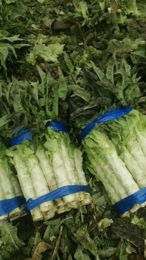 开封红叶香莴苣 红叶窝笋大量上市走货之中！价格平稳！质量超群！欢
