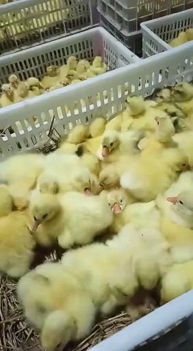 阳信县白鹅苗   鹅苗