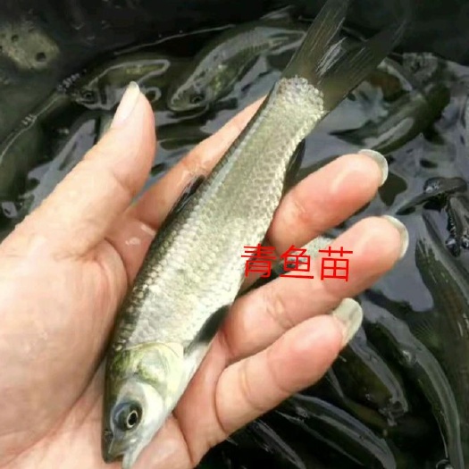 珙县 青鱼苗支持货到付款送货上门，量大从优，云南 贵州 四川
