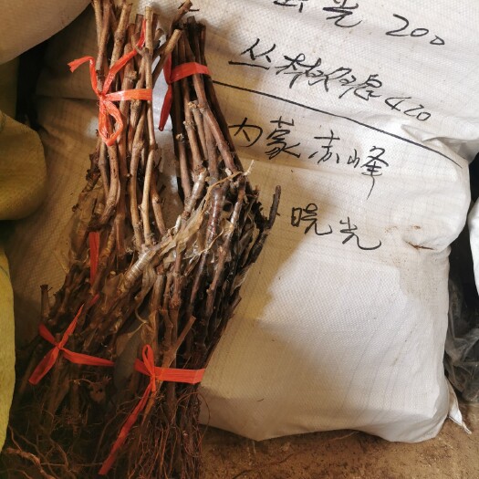 兴城市蓝宝石葡萄苗