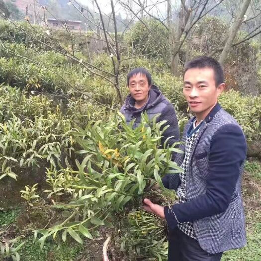 赤水市中药材球花石斛   石斛鲜条